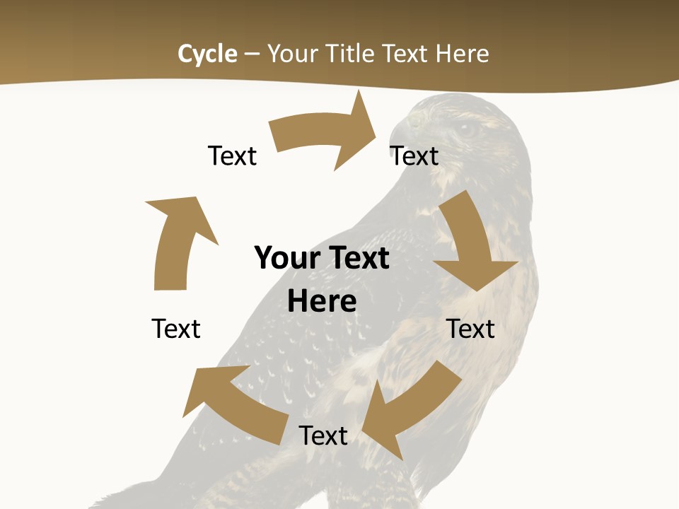 Hawk Isolated Nature PowerPoint Template