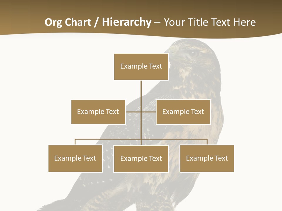 Hawk Isolated Nature PowerPoint Template