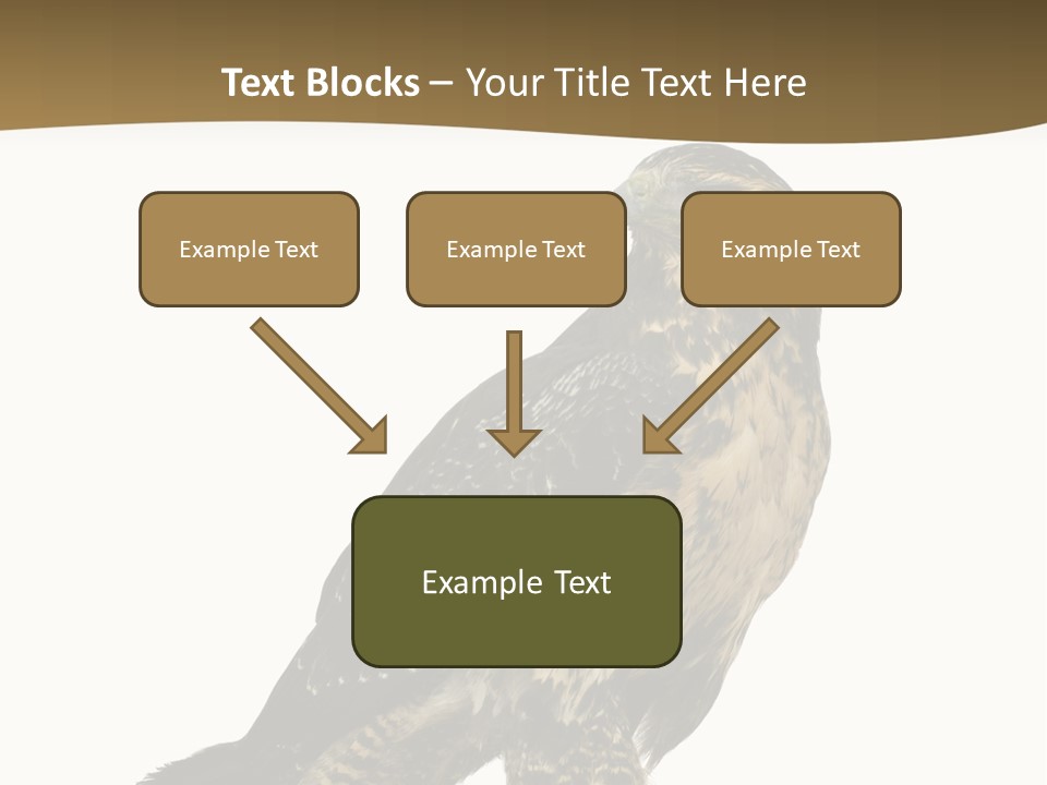 Hawk Isolated Nature PowerPoint Template
