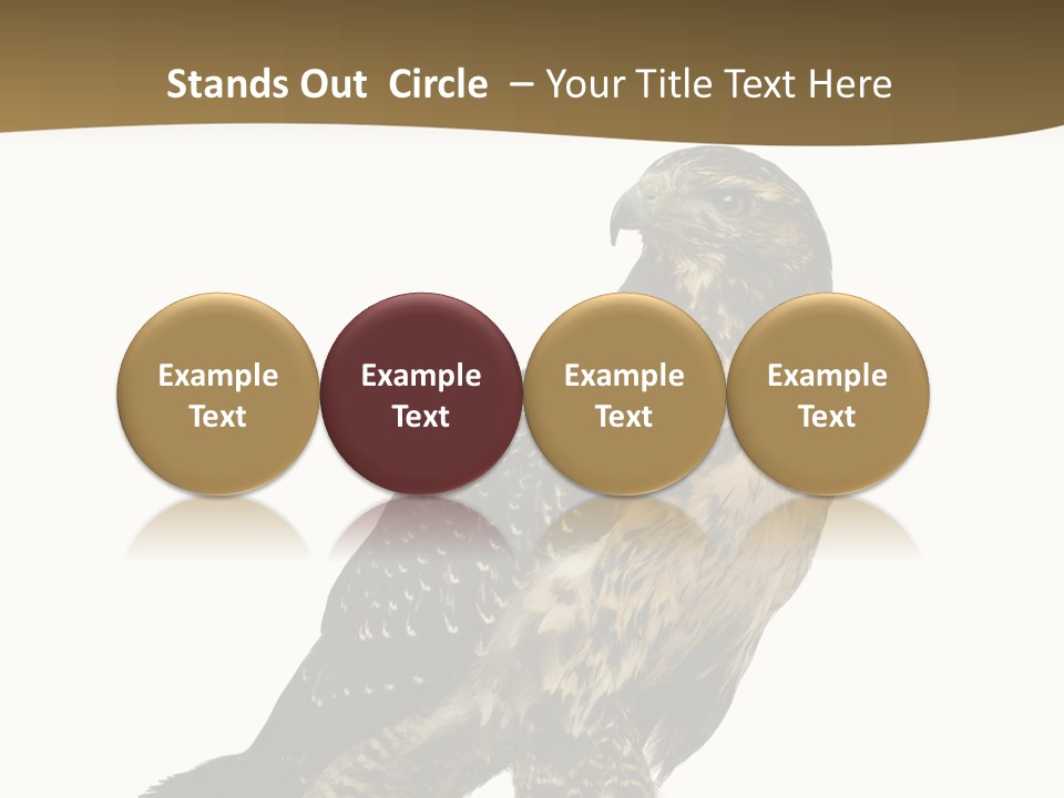 Hawk Isolated Nature PowerPoint Template