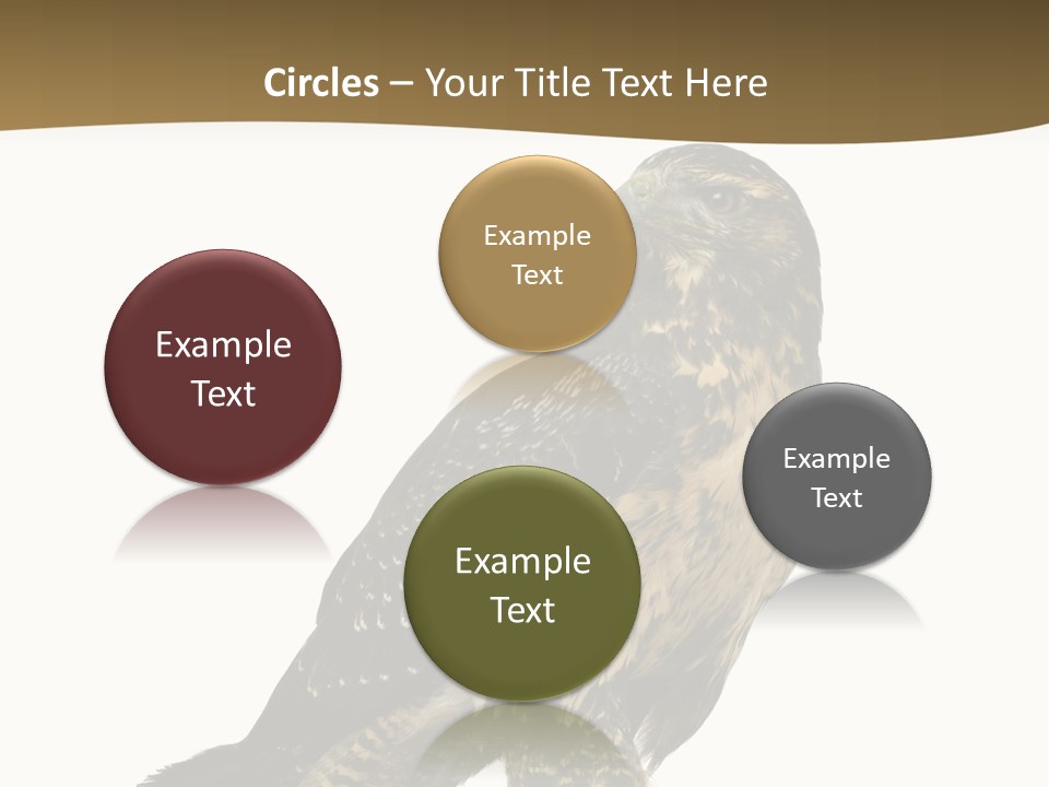 Hawk Isolated Nature PowerPoint Template