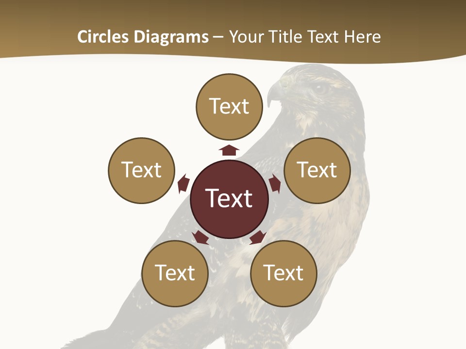 Hawk Isolated Nature PowerPoint Template