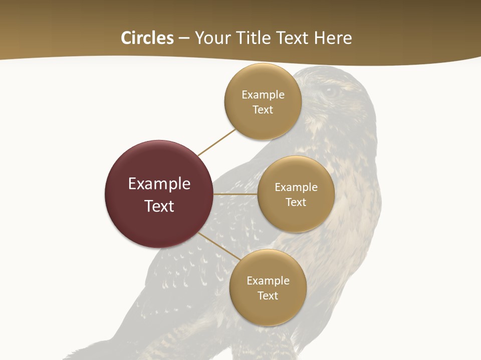 Hawk Isolated Nature PowerPoint Template