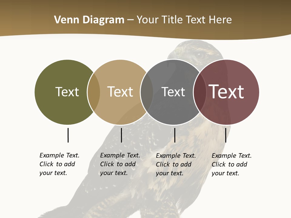 Hawk Isolated Nature PowerPoint Template