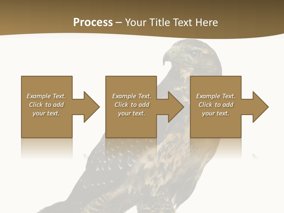Hawk Isolated Nature PowerPoint Template
