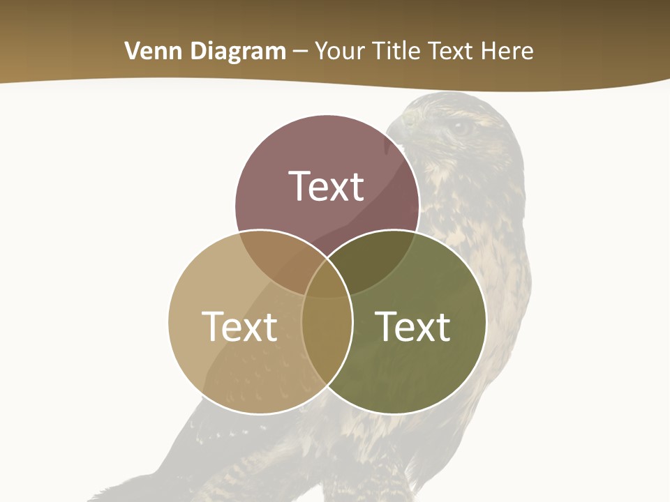 Hawk Isolated Nature PowerPoint Template