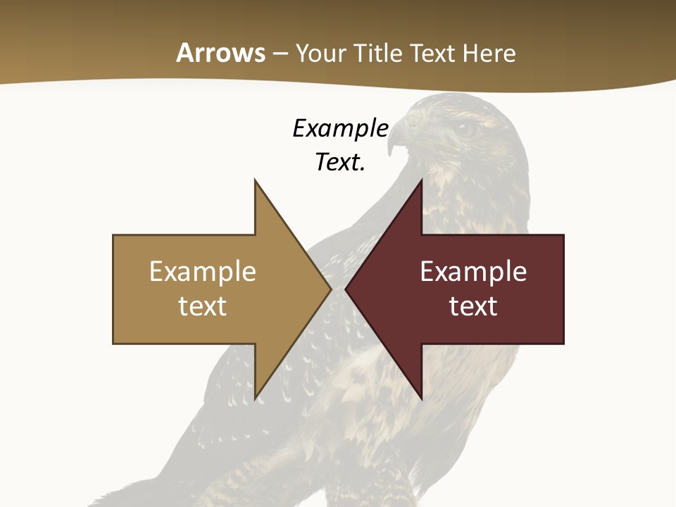 Hawk Isolated Nature PowerPoint Template
