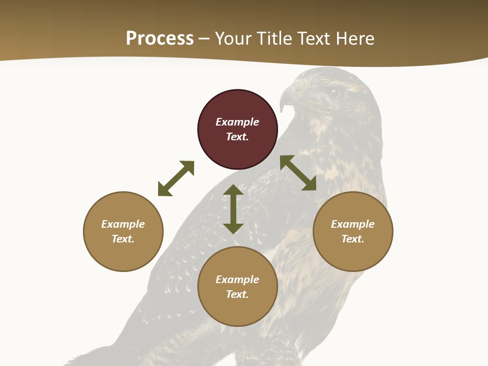 Hawk Isolated Nature PowerPoint Template