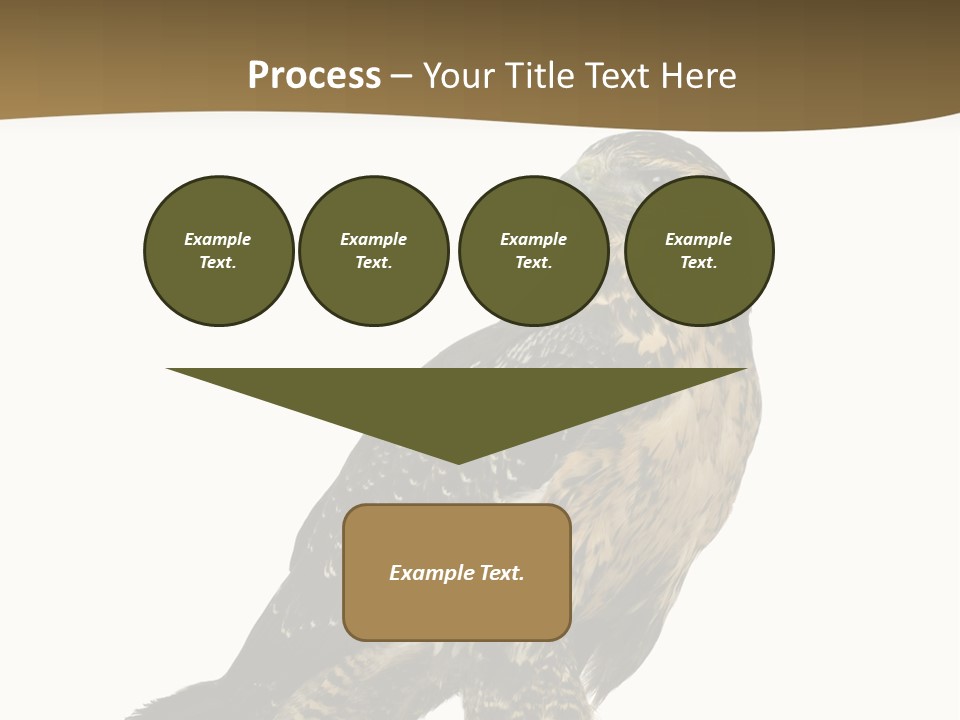 Hawk Isolated Nature PowerPoint Template