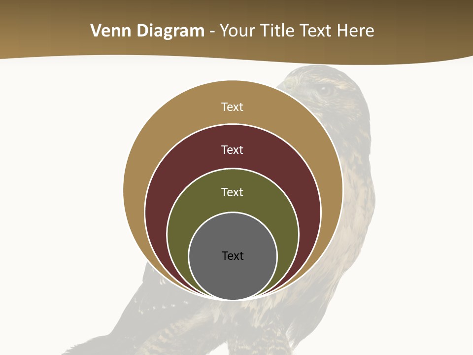 Hawk Isolated Nature PowerPoint Template