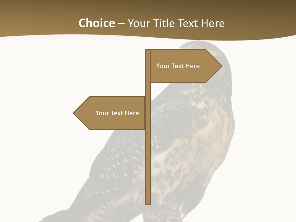 Hawk Isolated Nature PowerPoint Template