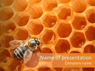 Honeycomb Wax Honeybee PowerPoint Template
