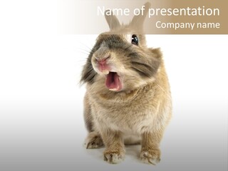 Holiday Rabbit Animal PowerPoint Template