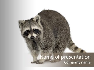 Common Raccoon Procyon Lotor Domestic PowerPoint Template