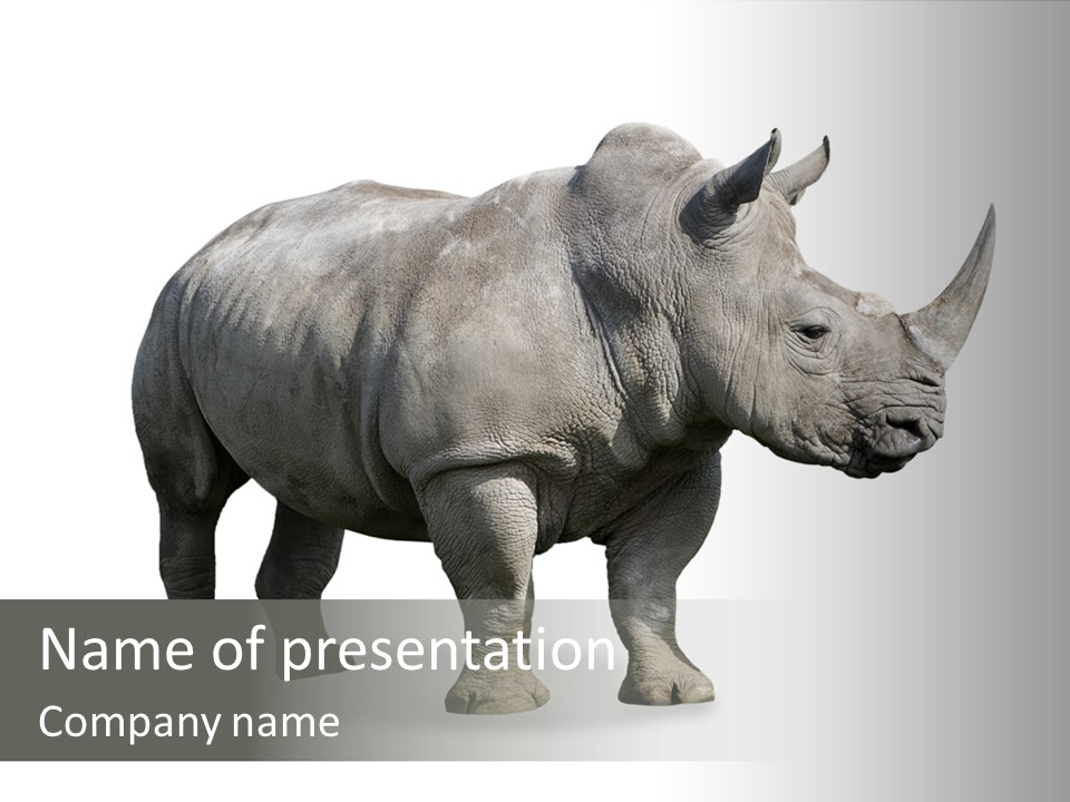Rhinoceros Animal Danger PowerPoint Template
