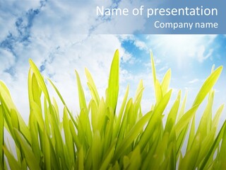 Serene Sun Environment PowerPoint Template