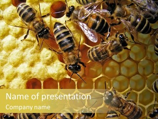 Wing Agriculture Instinct PowerPoint Template