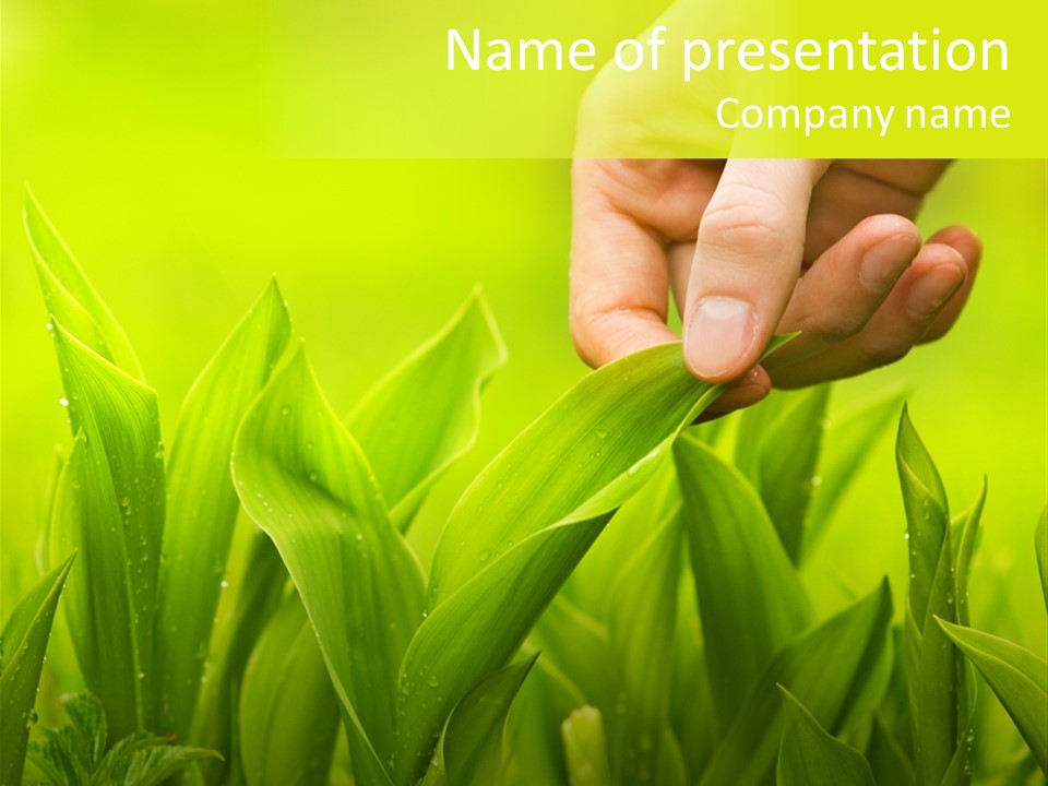 Stem Natural Spring PowerPoint Template