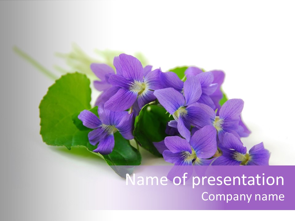 White Petals Isolated PowerPoint Template