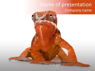 Endangered Chameleon Furcifer Pardalis Gazing PowerPoint Template