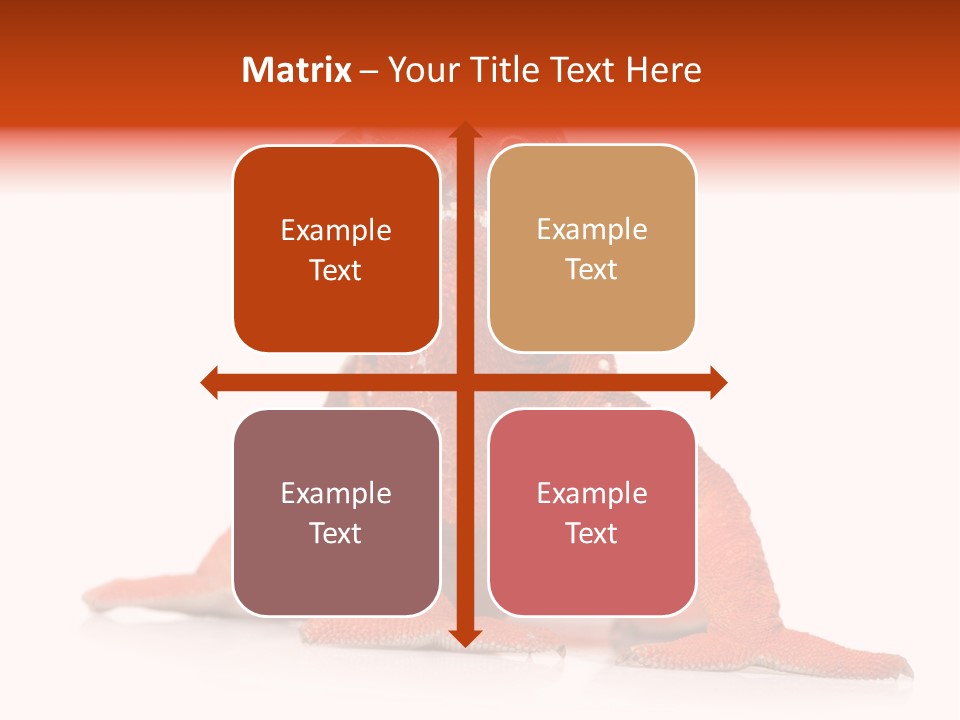 Endangered Chameleon Furcifer Pardalis Gazing PowerPoint Template