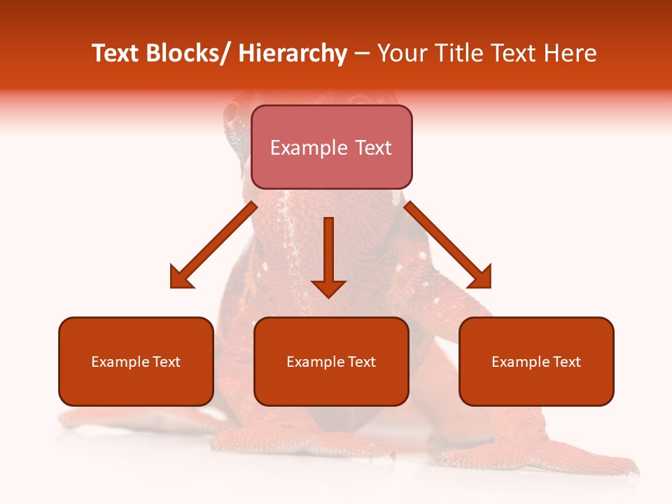 Endangered Chameleon Furcifer Pardalis Gazing PowerPoint Template