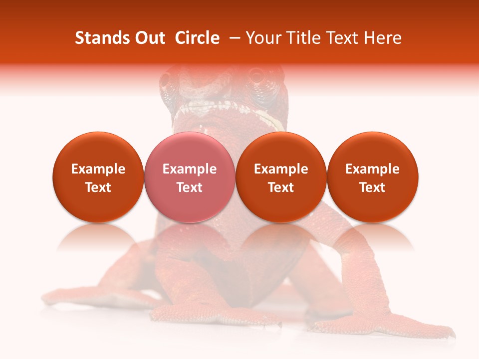 Endangered Chameleon Furcifer Pardalis Gazing PowerPoint Template