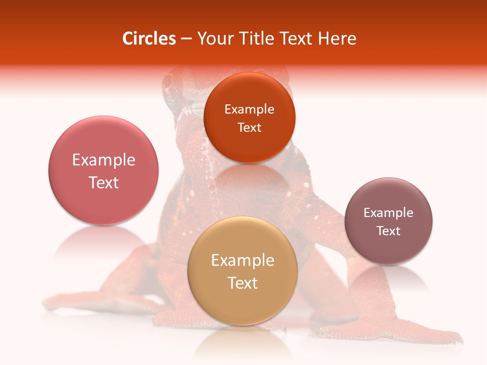 Endangered Chameleon Furcifer Pardalis Gazing PowerPoint Template