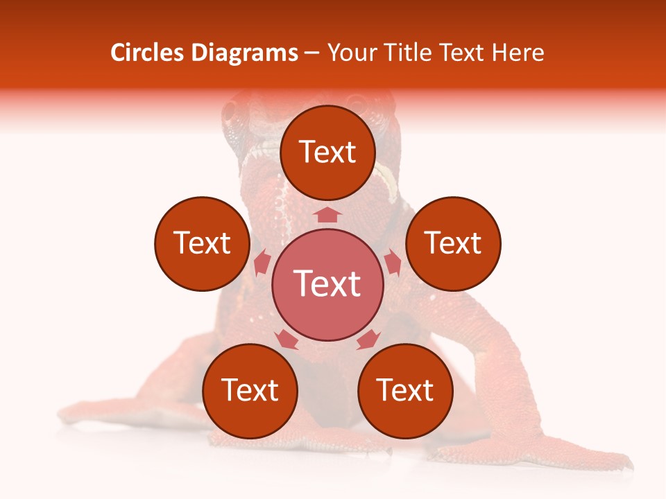 Endangered Chameleon Furcifer Pardalis Gazing PowerPoint Template