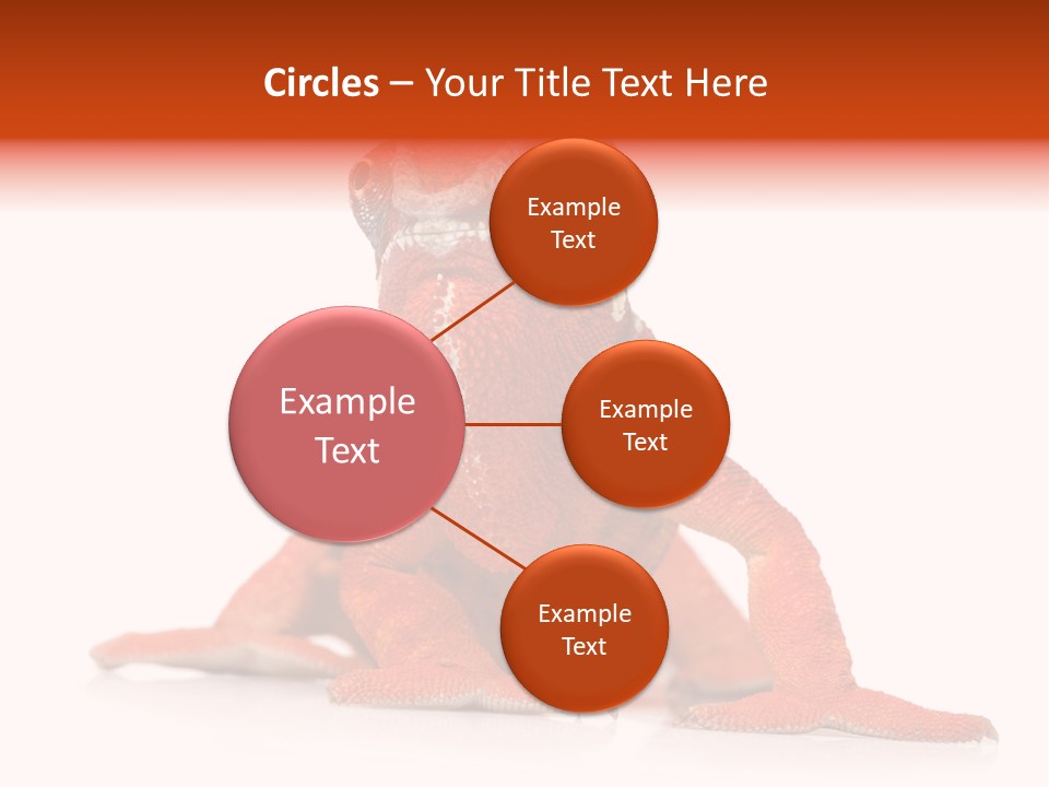 Endangered Chameleon Furcifer Pardalis Gazing PowerPoint Template