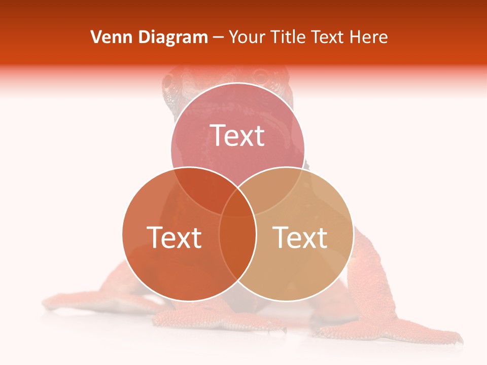 Endangered Chameleon Furcifer Pardalis Gazing PowerPoint Template