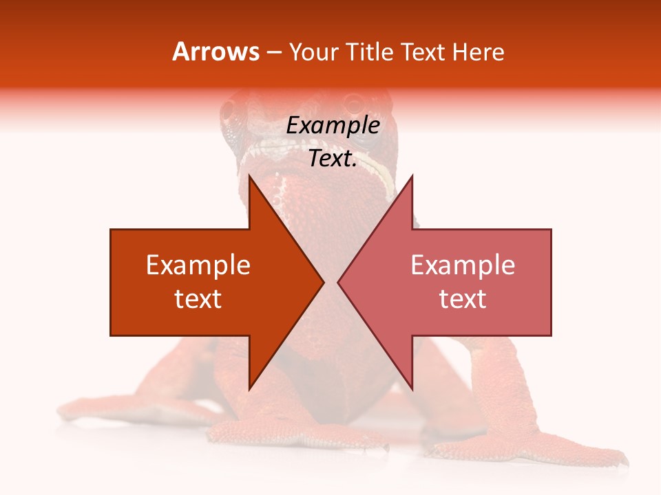 Endangered Chameleon Furcifer Pardalis Gazing PowerPoint Template