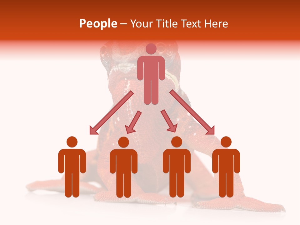 Endangered Chameleon Furcifer Pardalis Gazing PowerPoint Template