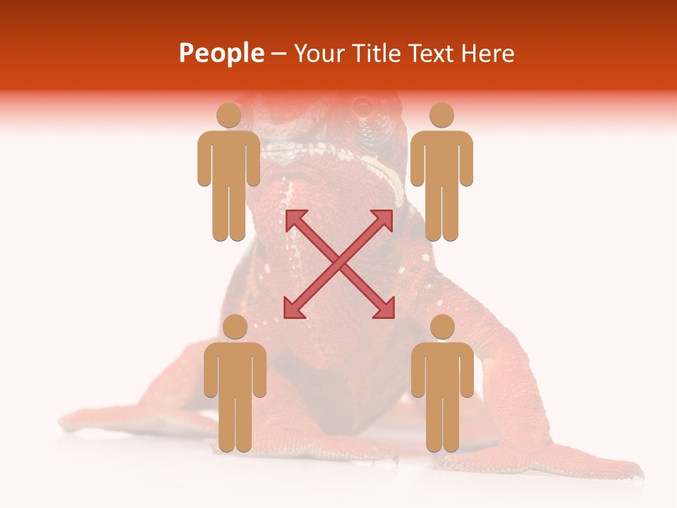 Endangered Chameleon Furcifer Pardalis Gazing PowerPoint Template