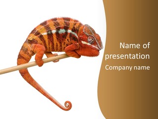 Colored Animal Multicolor PowerPoint Template