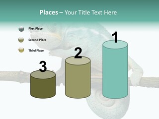Color Colored Animal PowerPoint Template