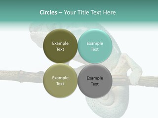 Color Colored Animal PowerPoint Template