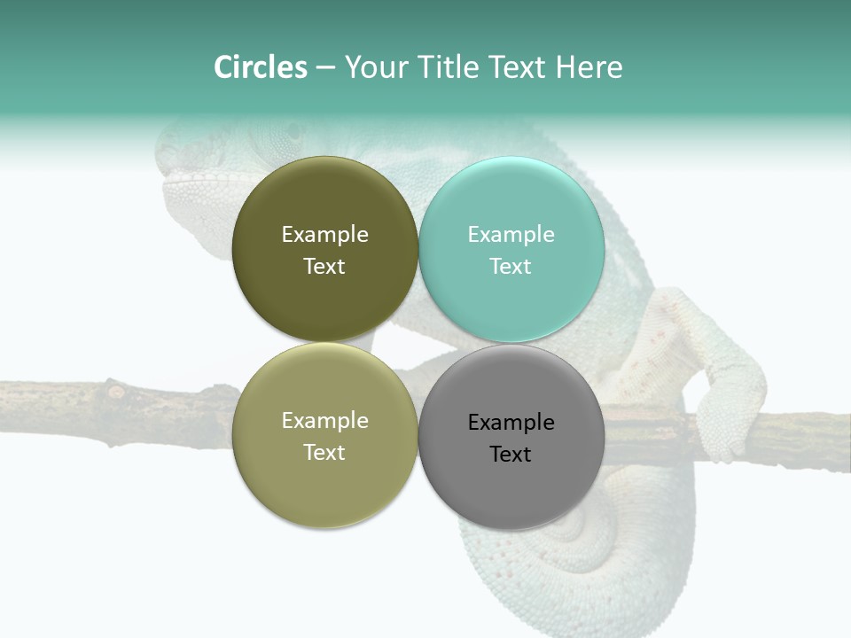 Color Colored Animal PowerPoint Template