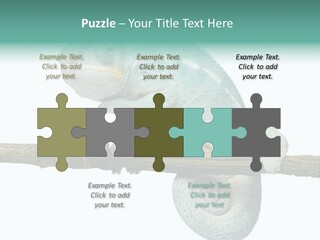 Color Colored Animal PowerPoint Template