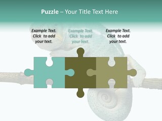 Color Colored Animal PowerPoint Template