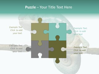 Color Colored Animal PowerPoint Template