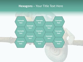 Color Colored Animal PowerPoint Template