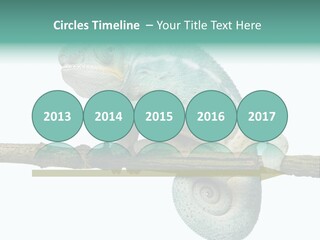 Color Colored Animal PowerPoint Template