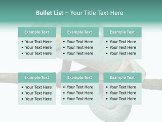 Color Colored Animal PowerPoint Template