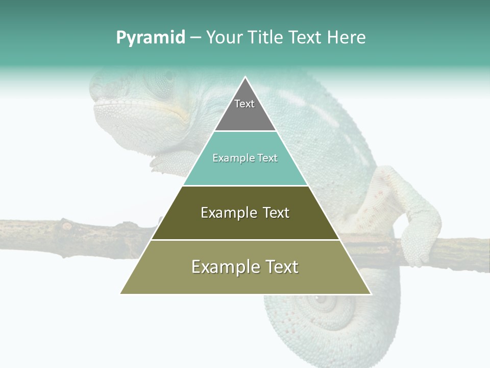 Color Colored Animal PowerPoint Template