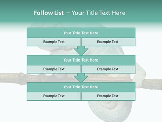 Color Colored Animal PowerPoint Template