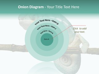 Color Colored Animal PowerPoint Template