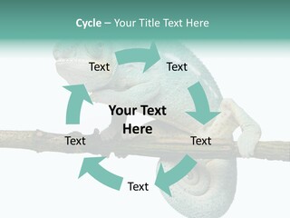 Color Colored Animal PowerPoint Template