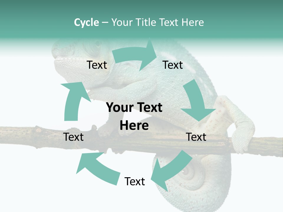 Color Colored Animal PowerPoint Template