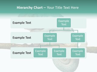 Color Colored Animal PowerPoint Template
